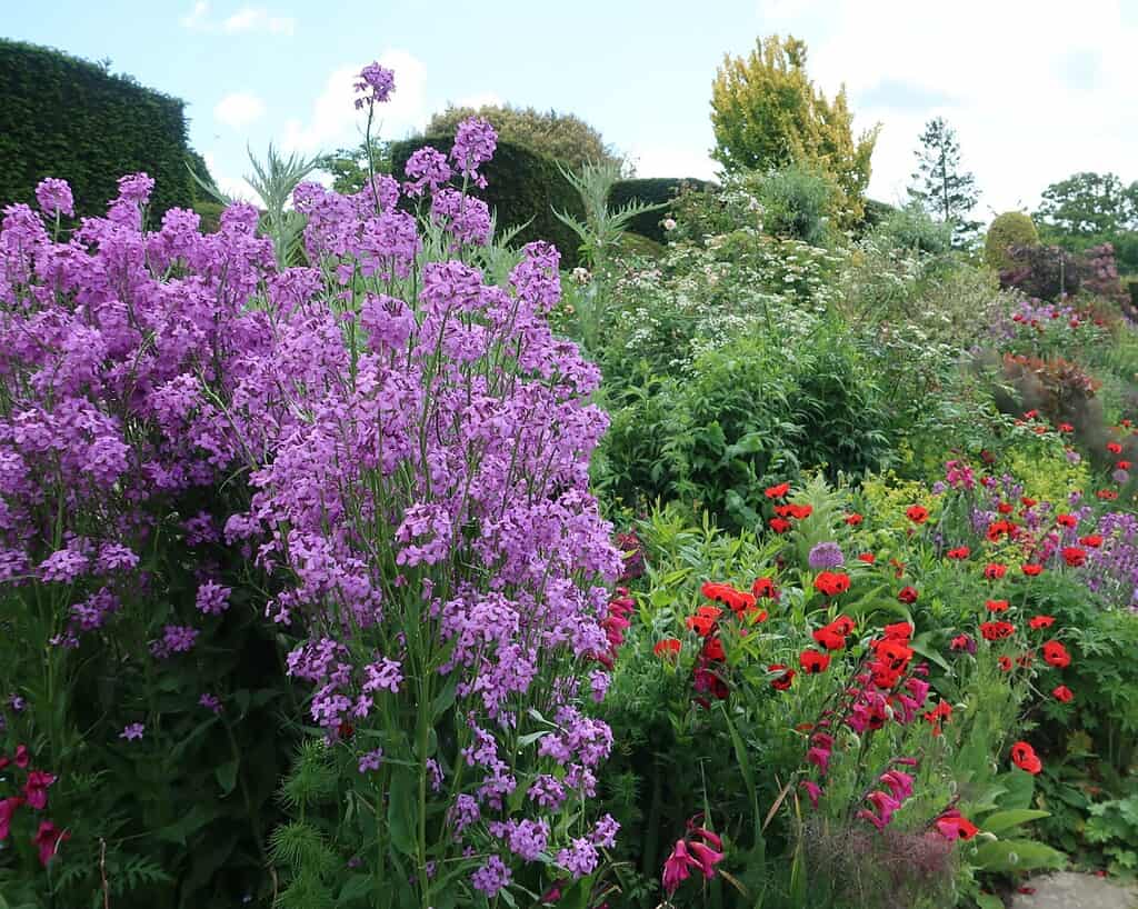 Een weelderige tuin geïnspireerd door de Chelsea Flower Show met hoge paarse bloemen op de voorgrond en levendige rode bloemen tussen dicht groen gebladerte, tegen geknipte heggen en bomen onder een gedeeltelijk bewolkte hemel.