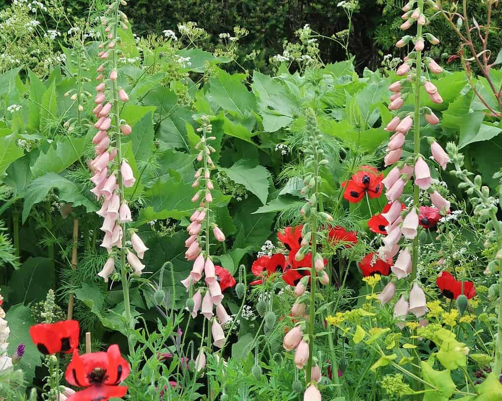 Hoge lichtroze vingerhoedskruidjes en helderrode klaprozen groeien tussen weelderig groen gebladerte en andere wilde bloemen in een dichte tuin die doet denken aan displays op de Chelsea Flower Show.