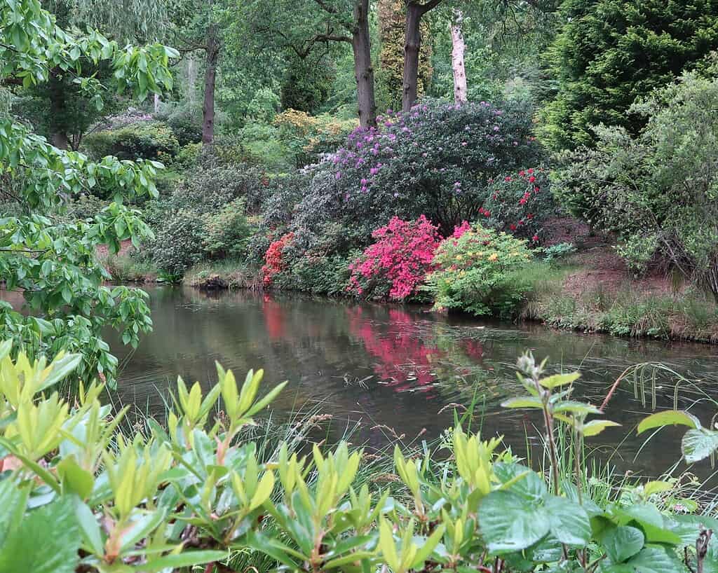 Een serene vijver omzoomd door weelderige groene planten en levendige roze, rode en paarse bloemen, omringd door hoge bomen in een vredige tuin geïnspireerd door de Chelsea Flower Show.