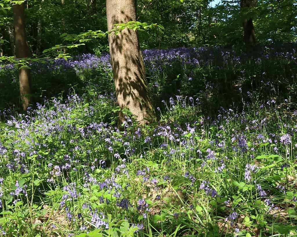 Een bostafereel geïnspireerd op de Chelsea Flower Show, met zonlicht dat schijnt op een tapijt van bloeiende bluebells en groen gebladerte rond de stam van een hoge boom.