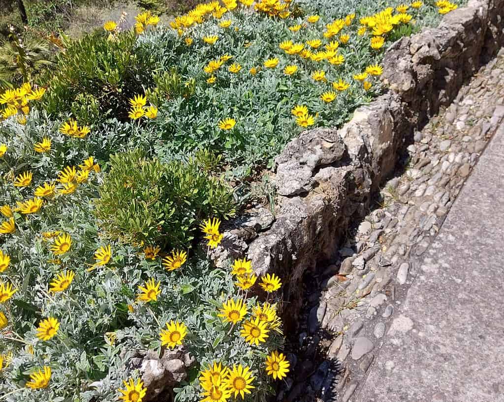 Een tuinbed omzoomd door een stenen muur is gevuld met felgele bloemen en groen gebladerte, naast een pad van kasseien en cement op een zonnige dag.