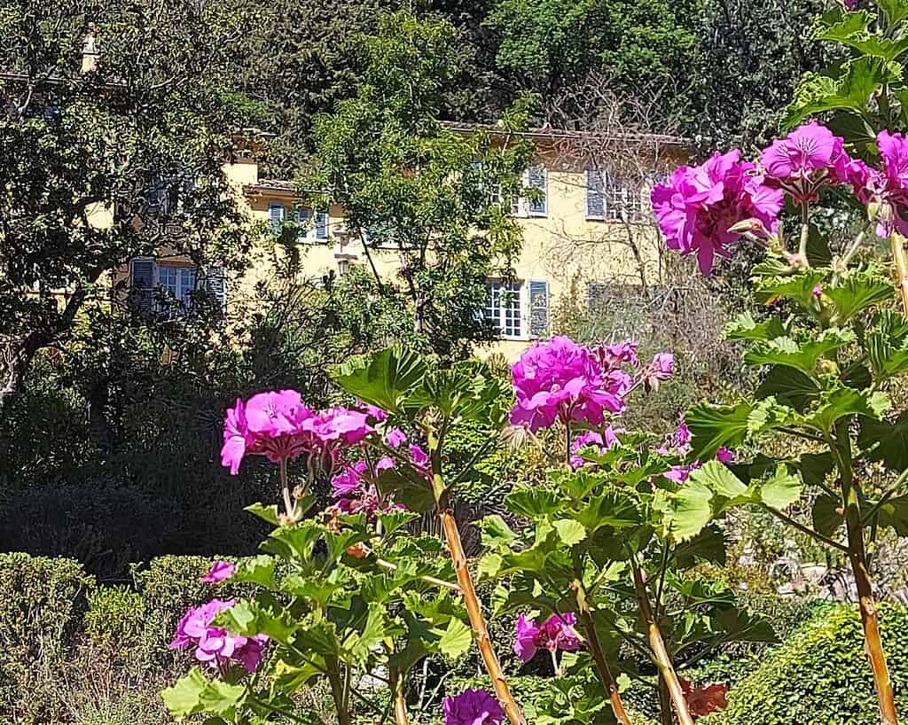 Clusters felroze bloemen op de voorgrond met een geel huis en groene bomen op de achtergrond, badend in het zonlicht.