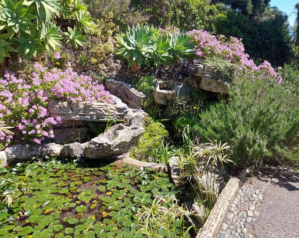 Een kleine vijver met lelieblad wordt omringd door grote rotsen, roze bloeiende planten, vetplanten en weelderig groen in een zonovergoten tuin. Een kiezelpad loopt langs de rechterkant van het tafereel.