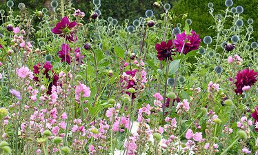 Een levendige tuin geïnspireerd door Beatrix Potter, vol met trossen lichtroze bloemen op de voorgrond, hoge donkerpaarse bloemen en bolvormige blauwe distels, tegen weelderige groene struiken en gebladerte in Lake District-stijl.
