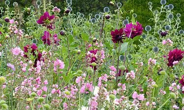 Een levendige tuin geïnspireerd door Beatrix Potter, vol met trossen lichtroze bloemen op de voorgrond, hoge donkerpaarse bloemen en bolvormige blauwe distels, tegen weelderige groene struiken en gebladerte in Lake District-stijl.