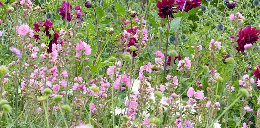 Een levendige tuin geïnspireerd door Beatrix Potter, vol met trossen lichtroze bloemen op de voorgrond, hoge donkerpaarse bloemen en bolvormige blauwe distels, tegen weelderige groene struiken en gebladerte in Lake District-stijl.