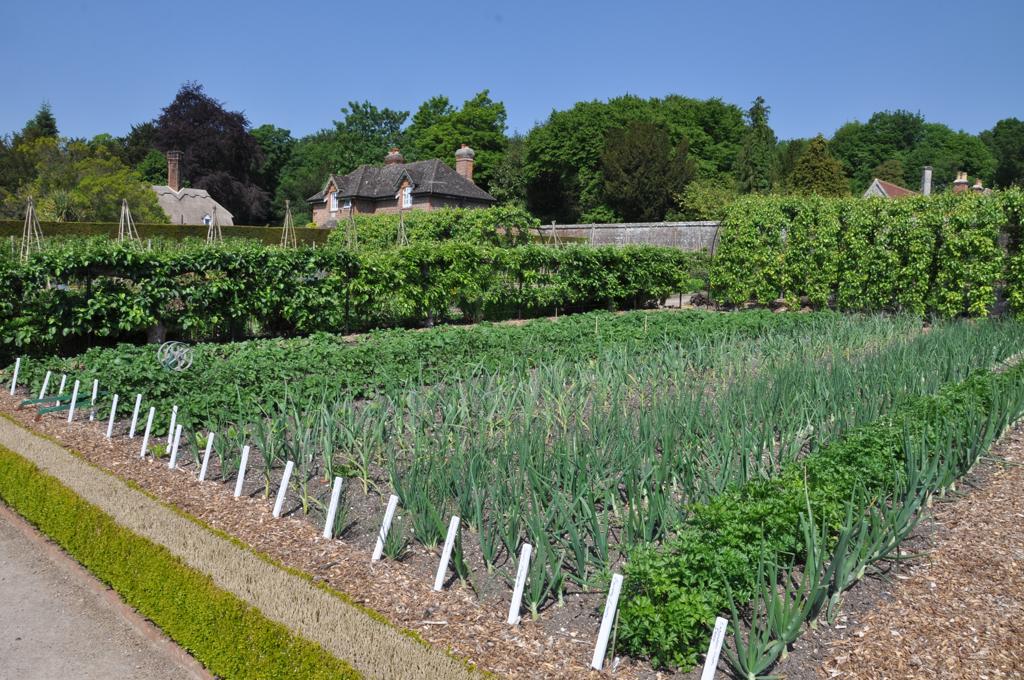 moestuin groei bloei (7)