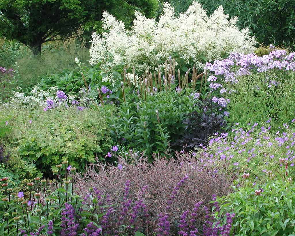 Een weelderig tuinperk vol bloeiende paarse, witte en groene planten, waaronder hoge witte bloemen achteraan, trossen lichtpaarse bloesems en dichte begroeiing overal.
